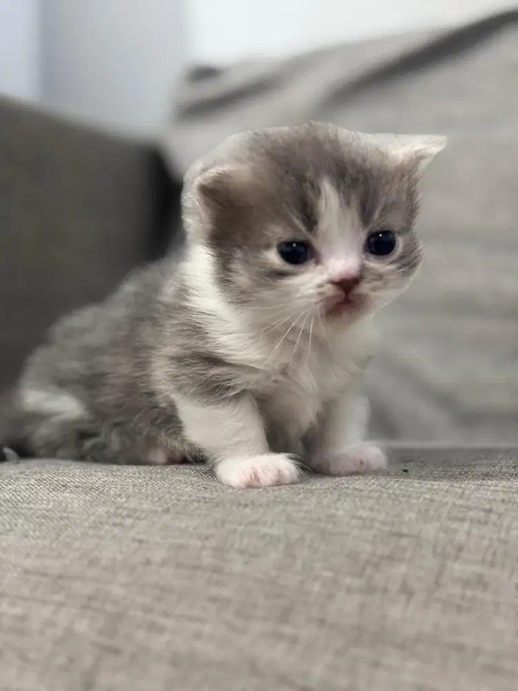 Kucing British Munchkin Kitten  - White Grey