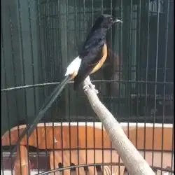Burung Murai Batu Jantan