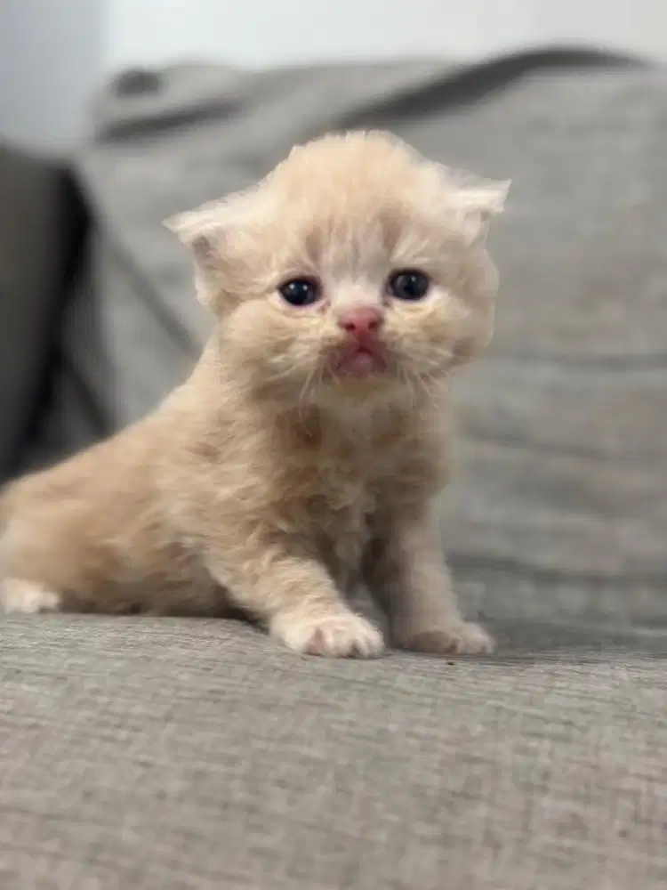 Kucing British Munchkin Kitten  - Creme