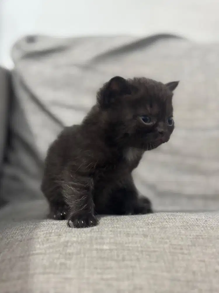 Kucing British Munchkin Kitten  - All Black