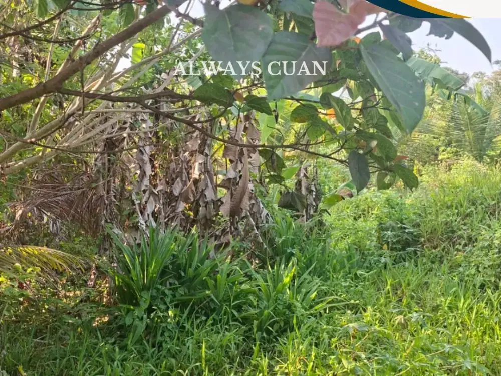Tanah di Jual Area Petulu Ubud, Buc Siap Bangun