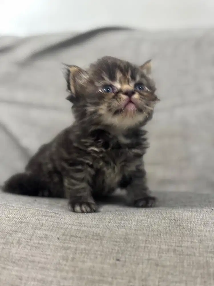 Kucing British Munchkin Kitten  - Black Tabby