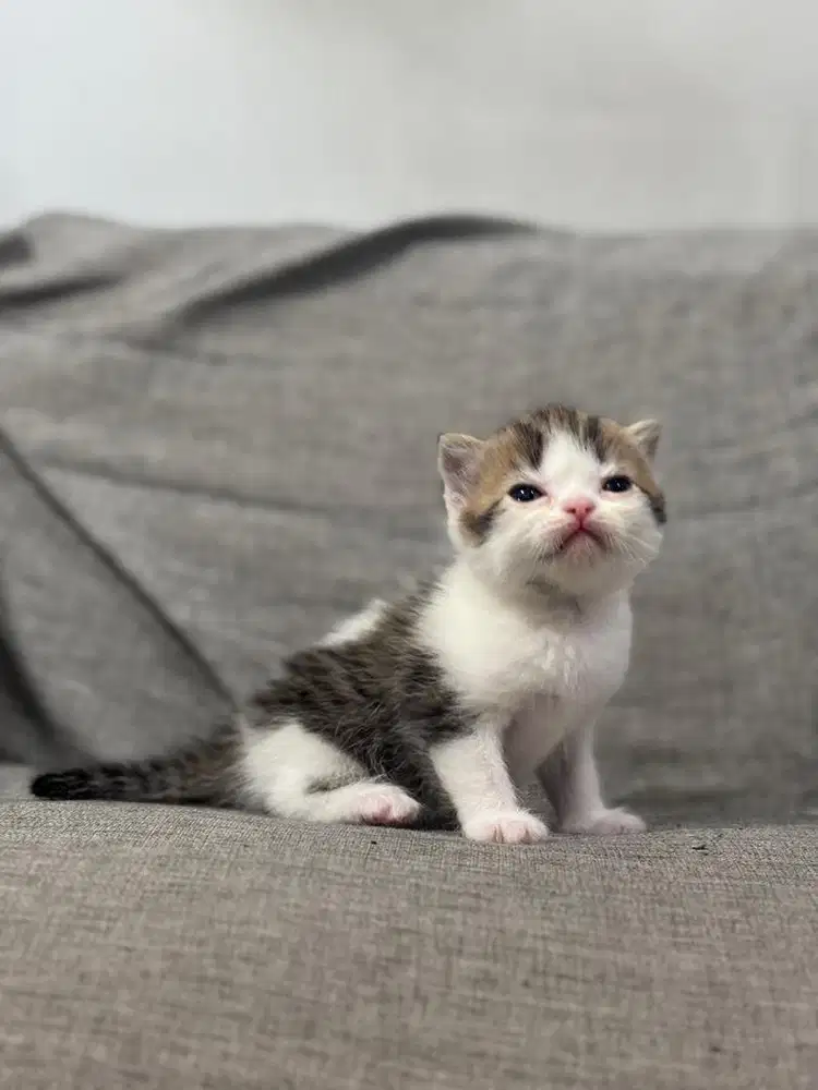 Kucing British Munchkin Kitten  - White Tabby