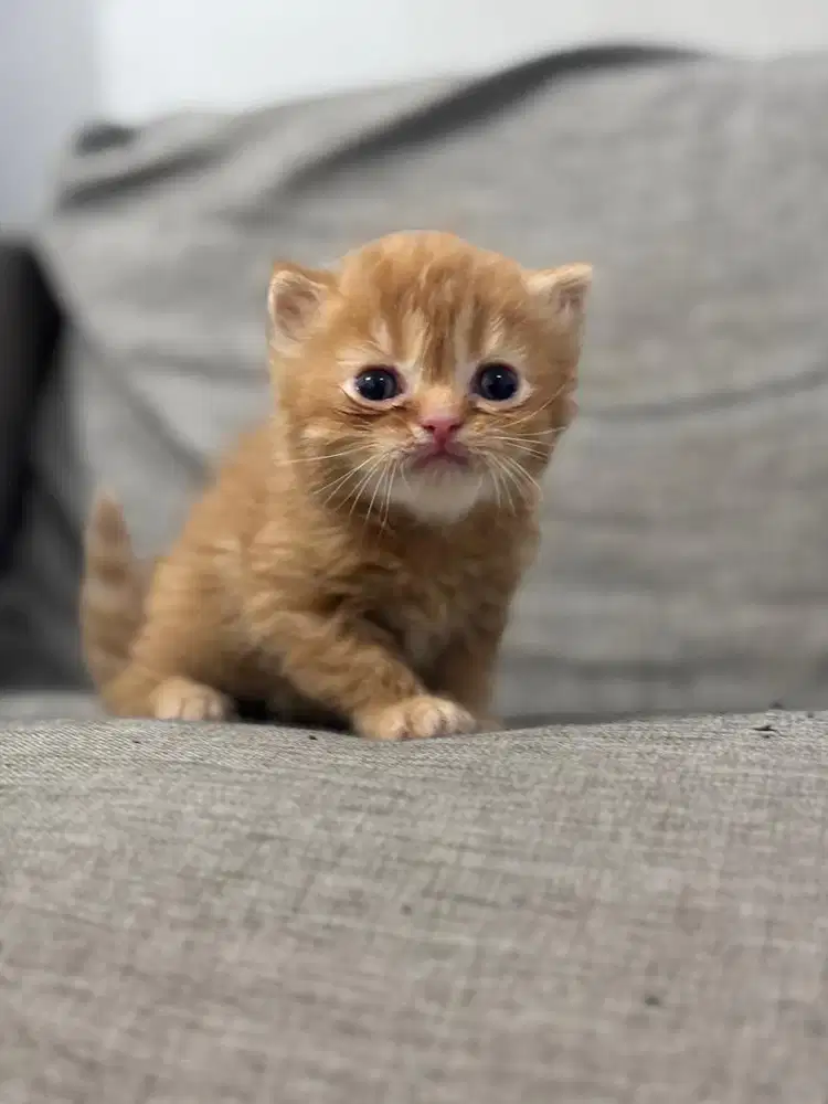 Kucing British Munchkin Kitten  - Red 2 Tabby