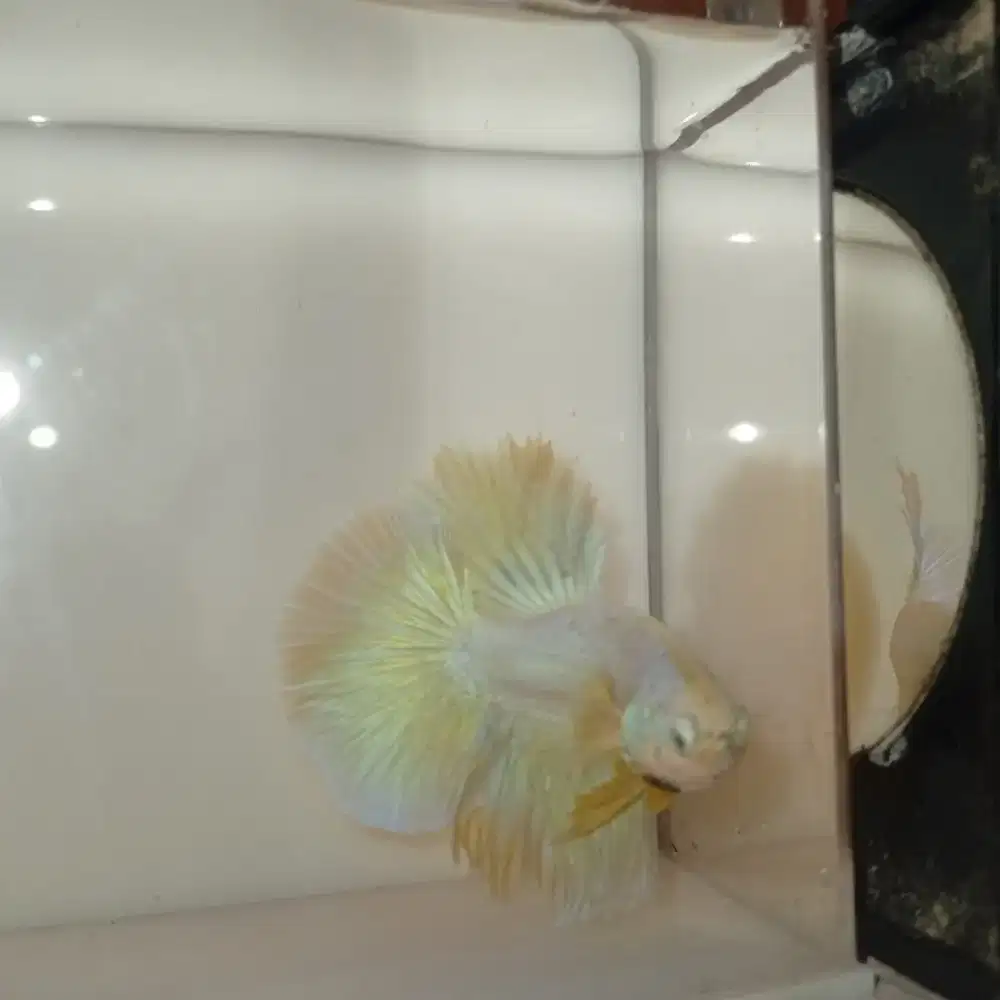 Ikan Cupang Halfmoon Gold Dragon Snow