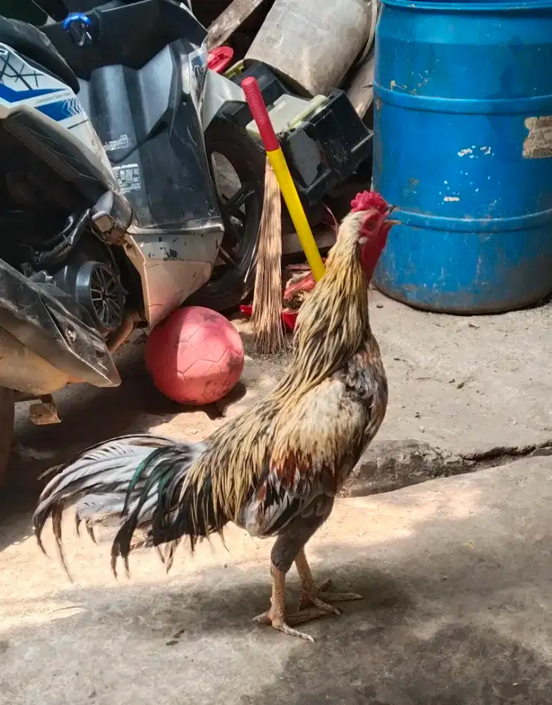 Ayam Kampung Jago Muda