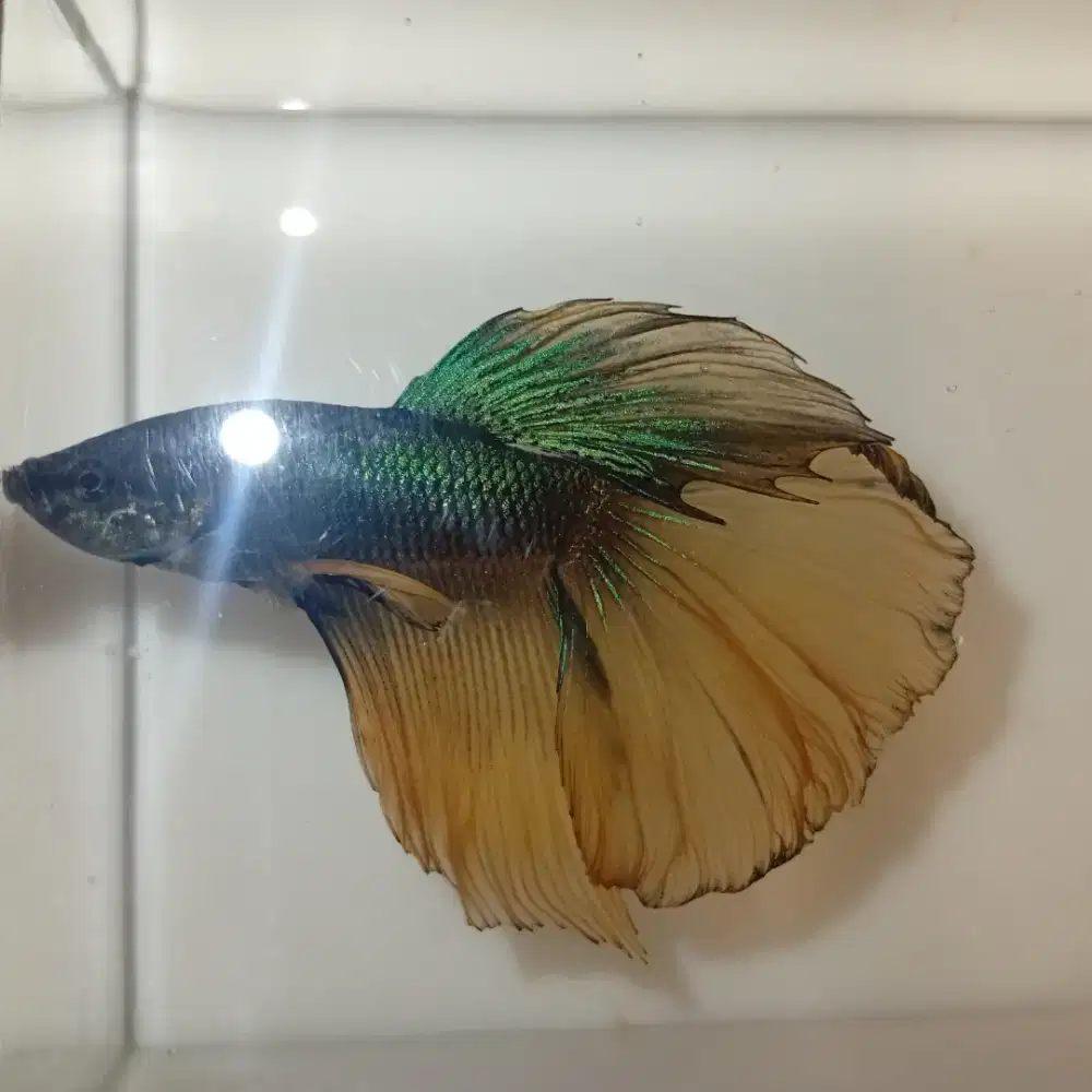 Ikan Cupang Halfmoon Green Mustard Gas