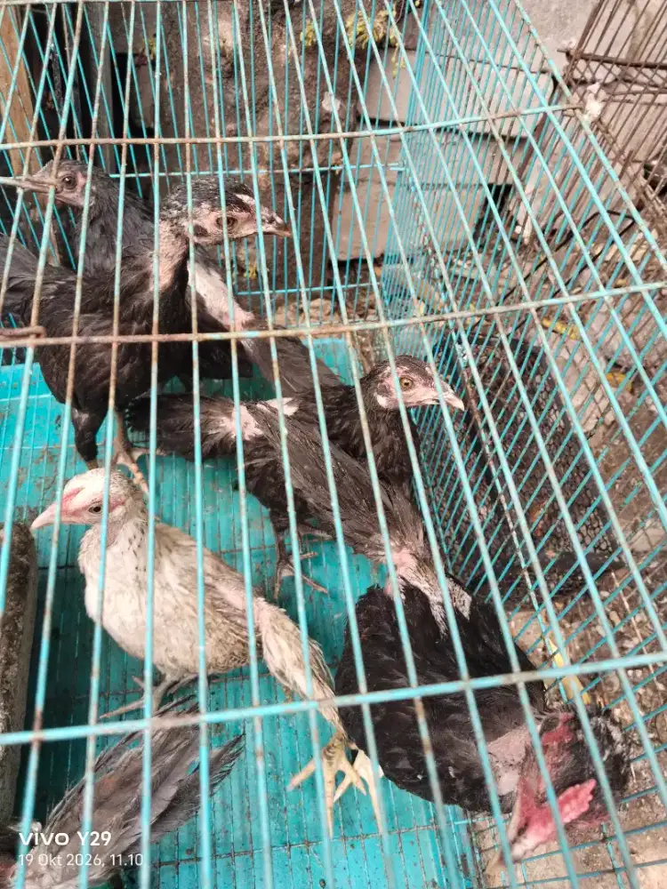 Ayam kampung 4 ekor