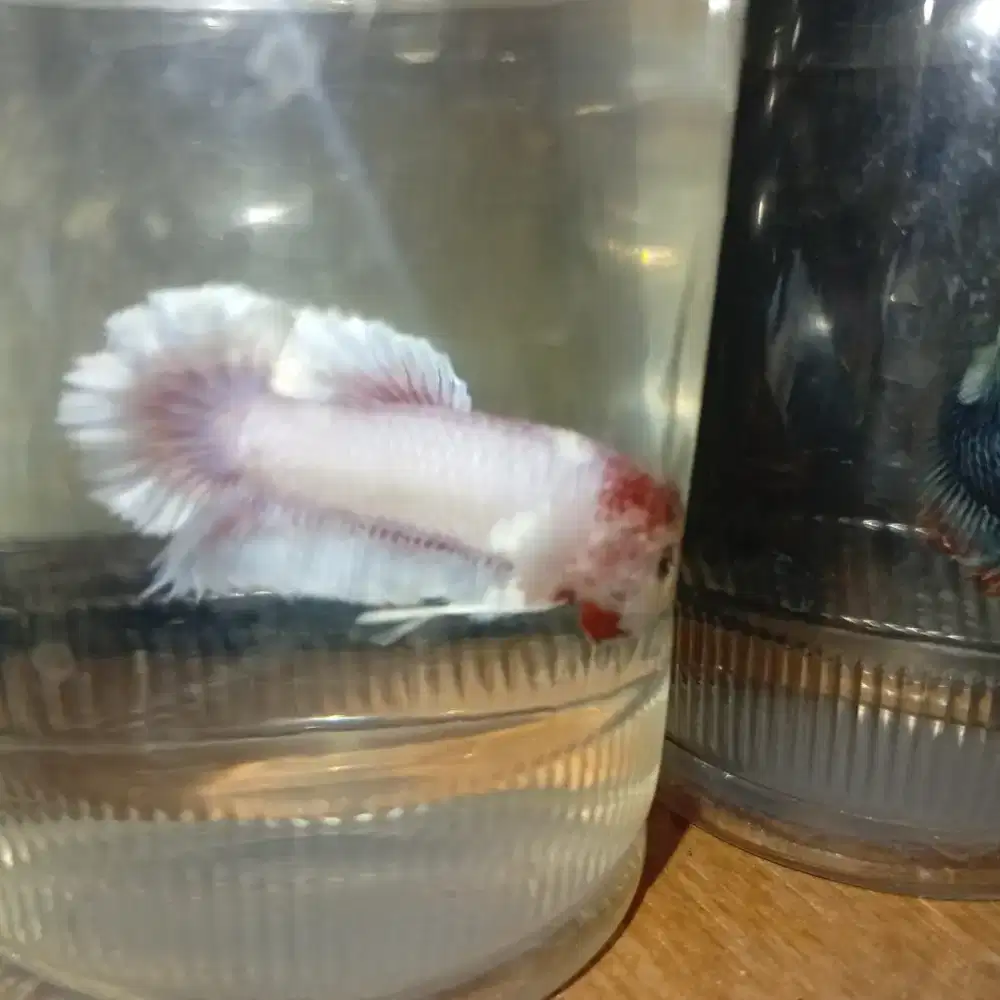 Ikan Cupang Plakat Dumbo Ear