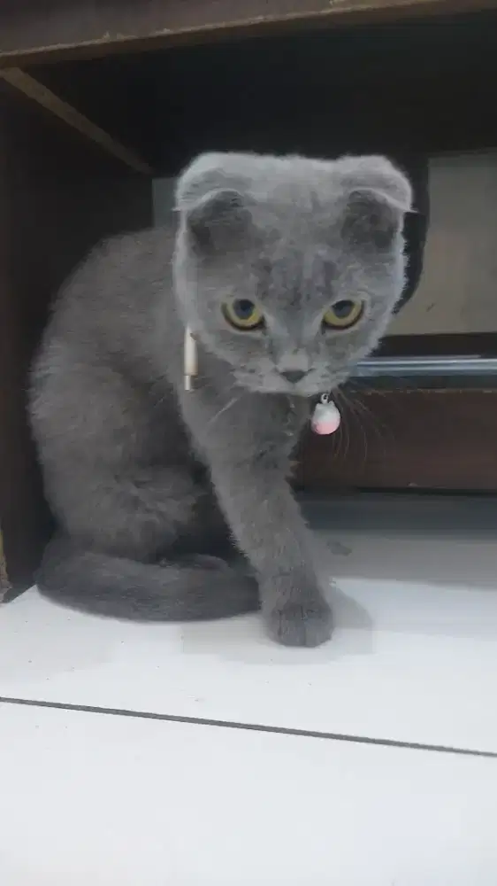 sf scottish fold betina proven