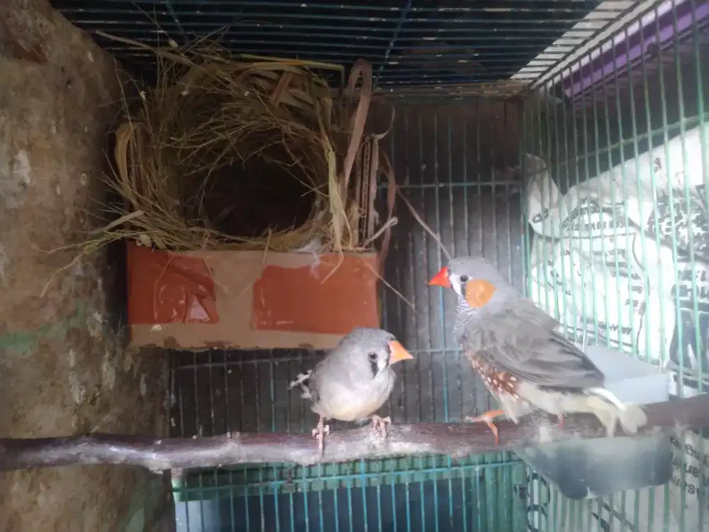 Zebra finch sepasang