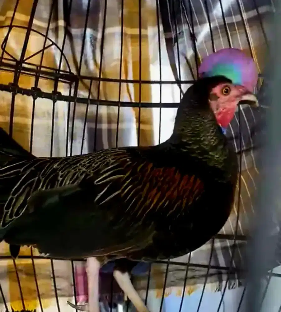 Ayam hutan hijau ori sumbawa