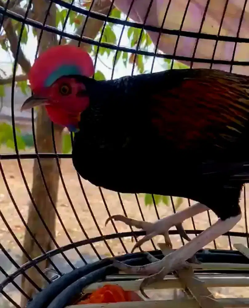 Ayam hutan hijau sumbawa
