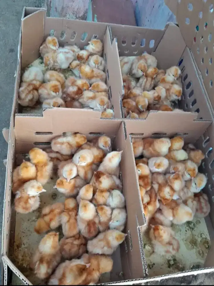 DOC ANAK AYAM PETELUR BANDUNG SIAP ANTAR
