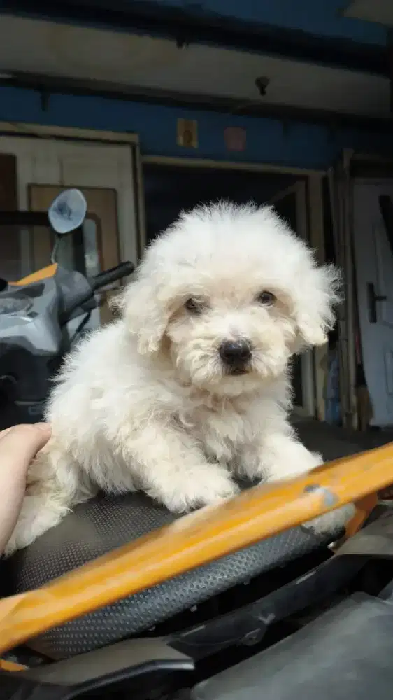 Poodle Anakan pure