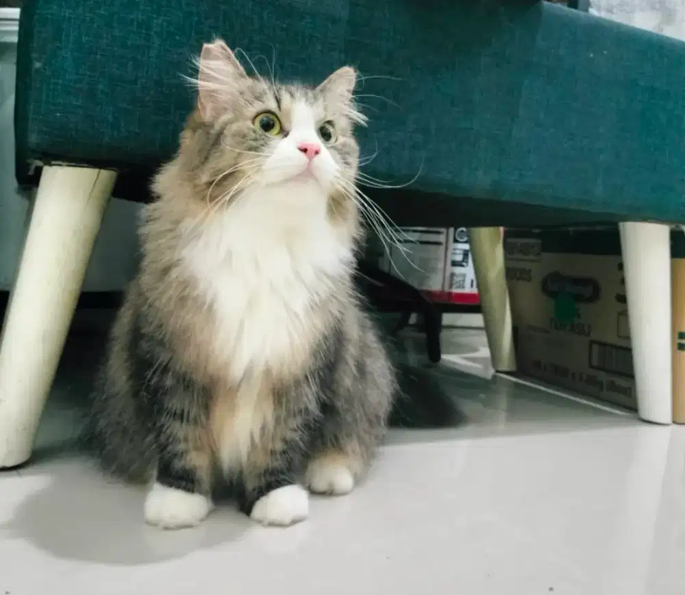 mau lepas adopt kucing persia betina umur 2than sdh steril