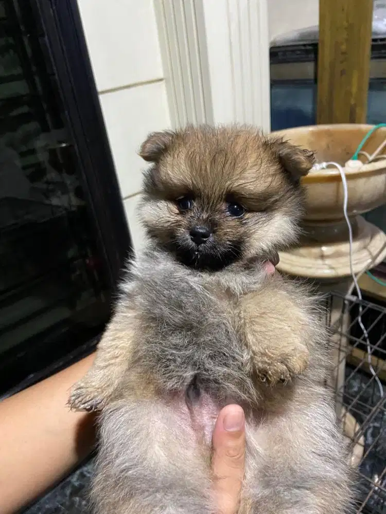 Jual anjing pom mini murah