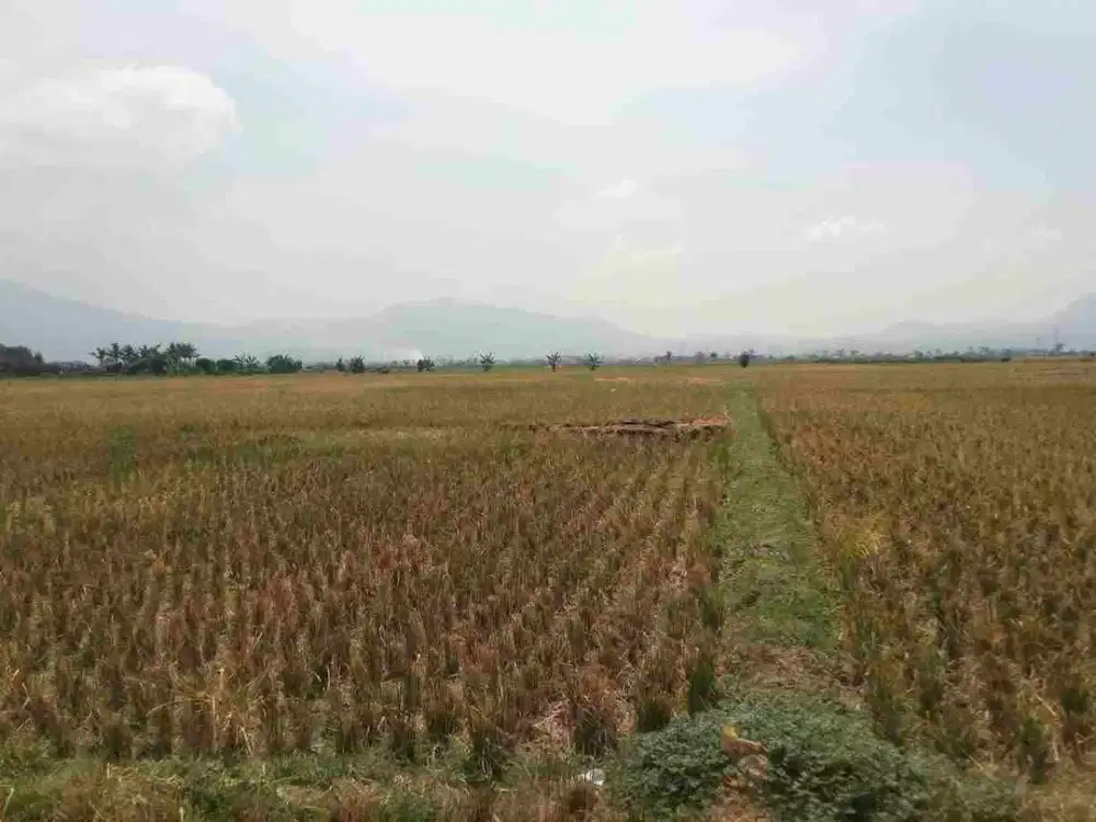 di jual tanah sawah produktif