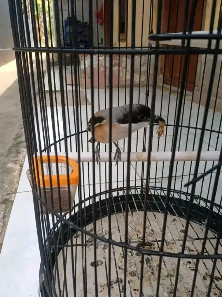Pented ekor lagi mau numbuh burung aktif rawatan. 1x mabung ini d saya