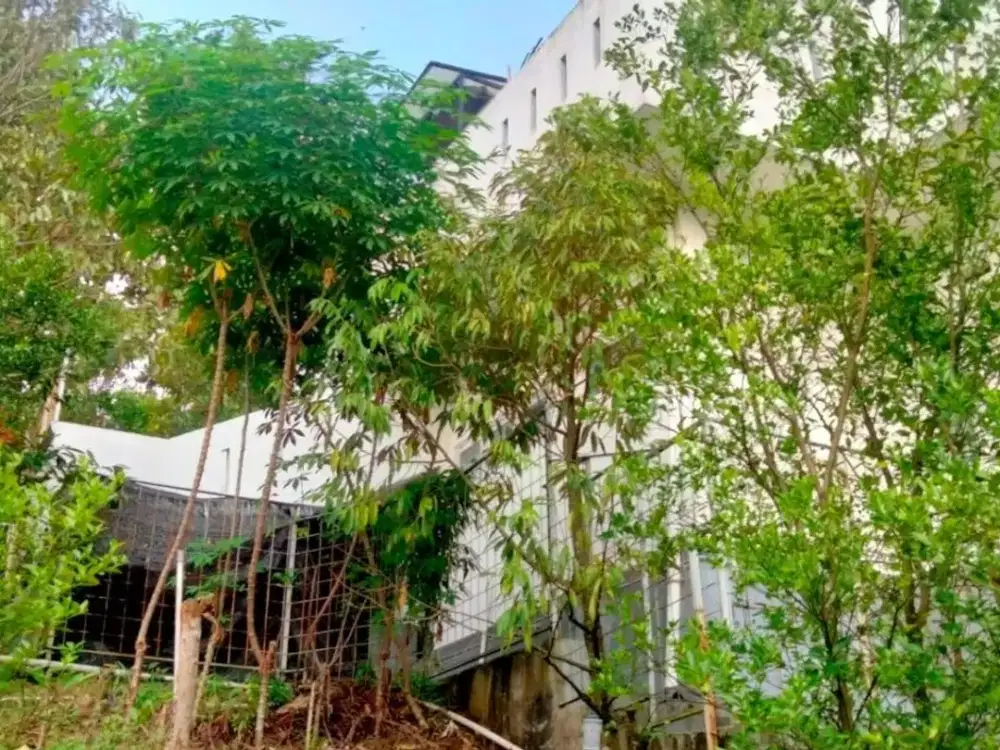 Rumah Villa + Kebun Buah2an di Leuwiliang Bogor Jual Cepat Tinggal Menunggu Hasilnya Lokasi Jl. Kabupaten