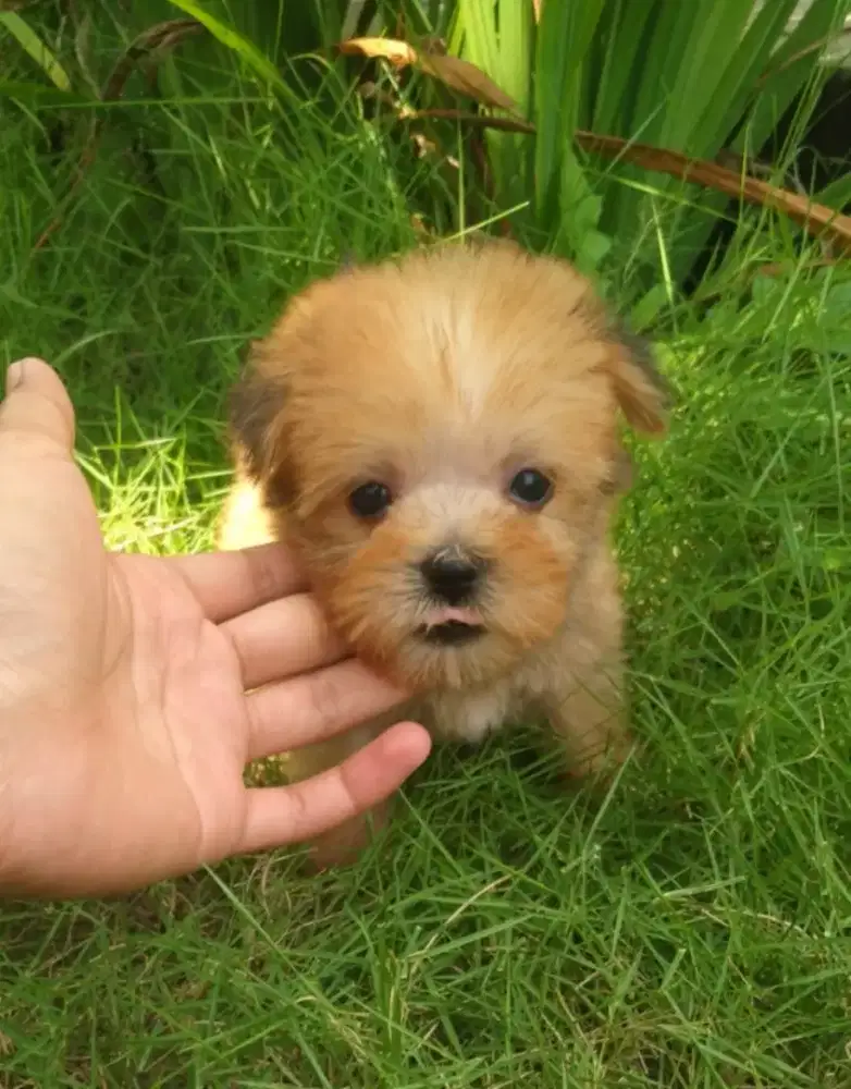 Anjing yorkshire terrier