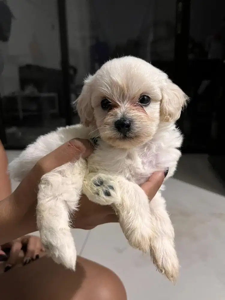 Peliharaan anjing maltipo