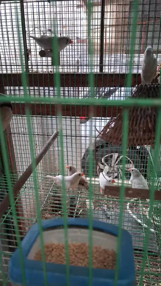 Zebra Finch Aussie