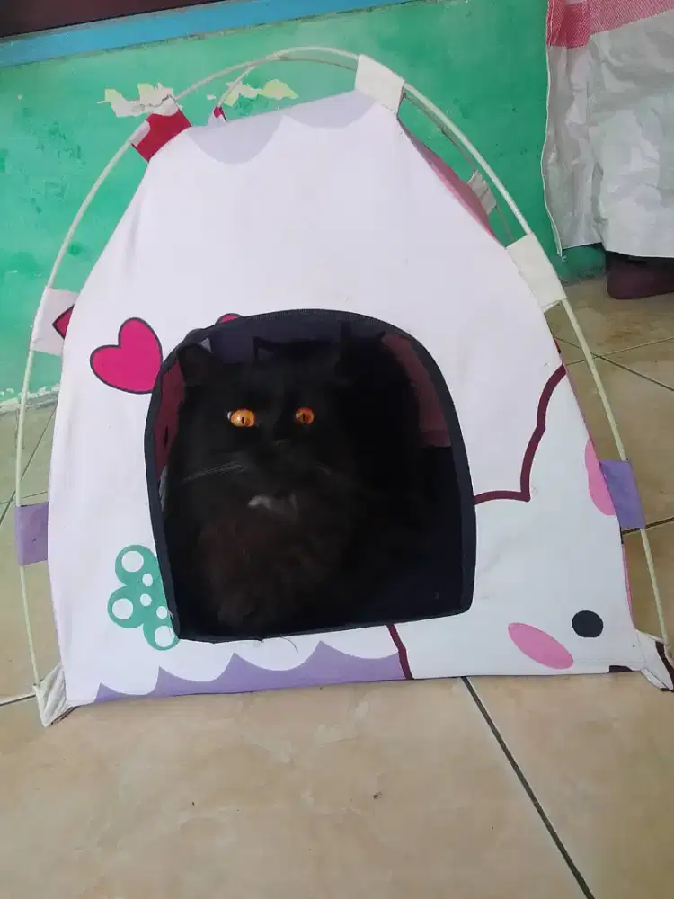 Tenda Kucing/ anjing