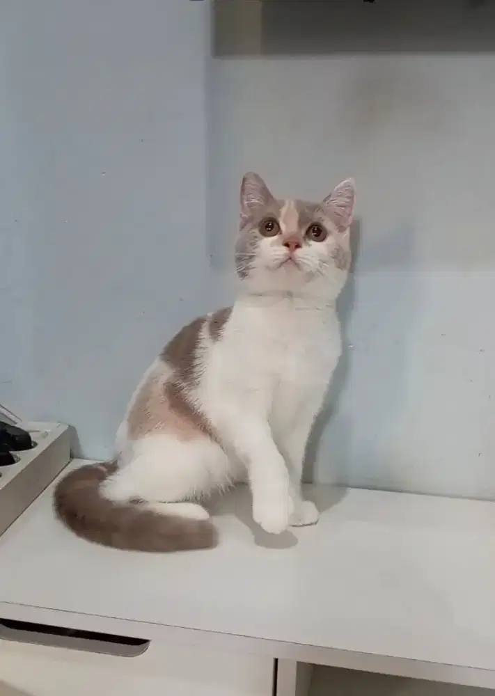 BRITISH SHORTHAIR / BSH CALICO LILAC