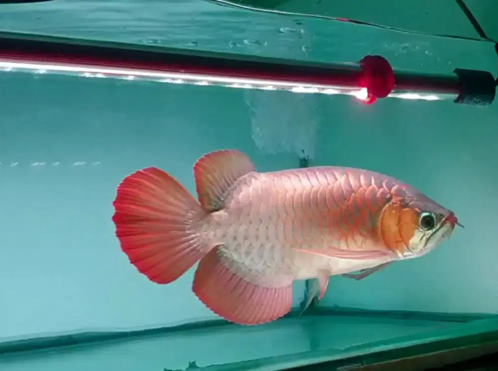 ARWANA SR UK 45 CM .