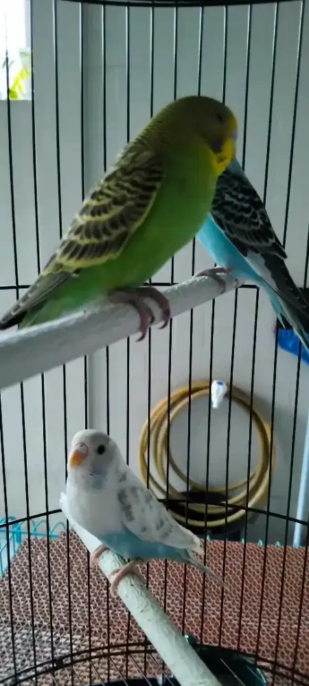 Burung parkit lokal