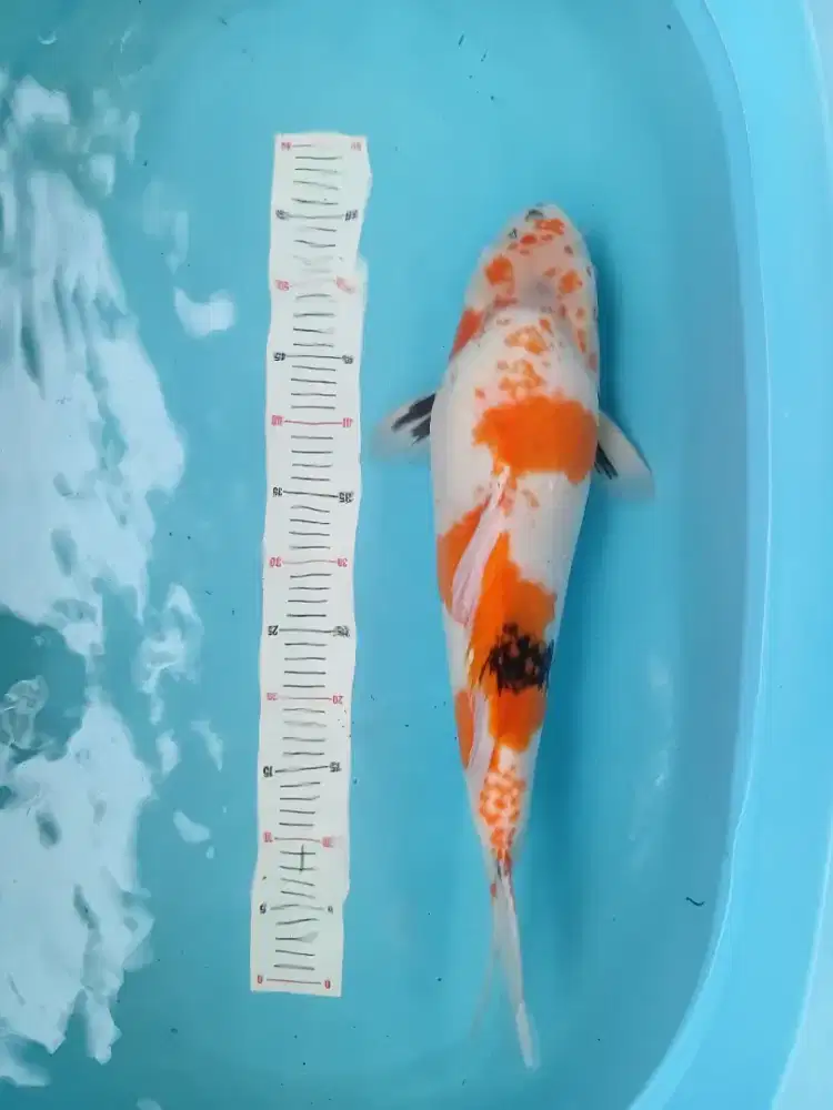 Koi sowa 55cm bulky