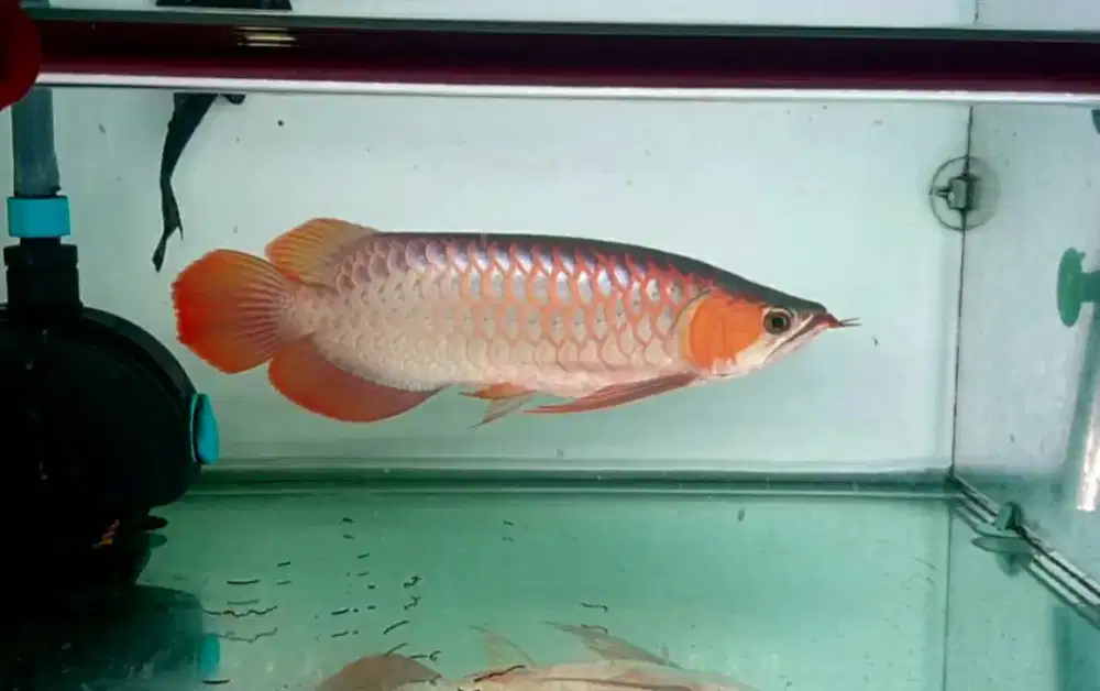 ARWANA SR  XS UK 36 CM ,