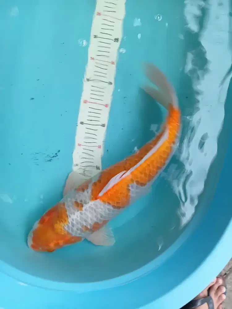 Koi goshiki 55cm bulky