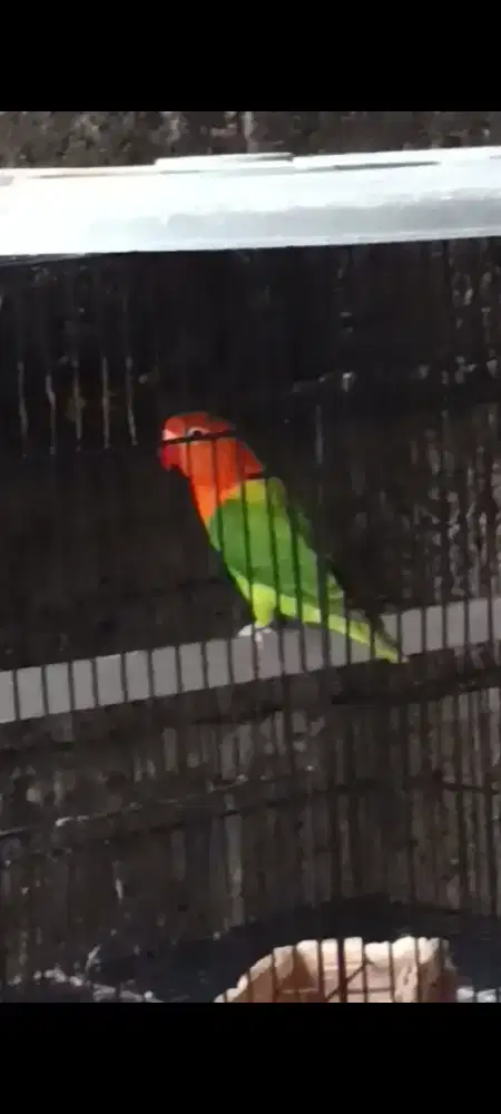 Lovebird biola green jantan tulen