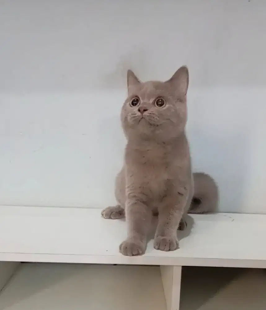 BRITISH SHORTHAIR LILAC