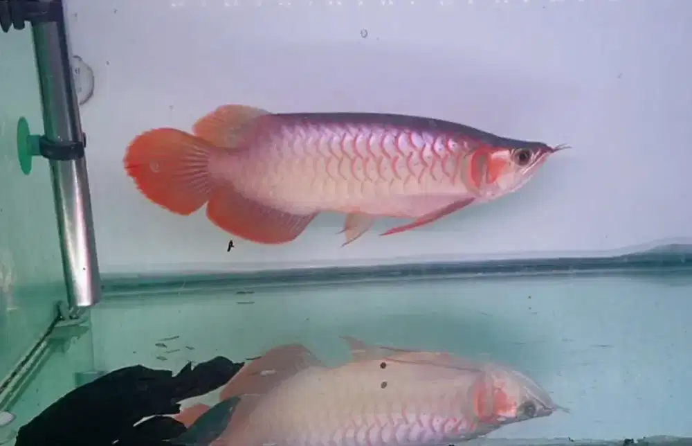 ARWANA SR SX , UK 35 CM