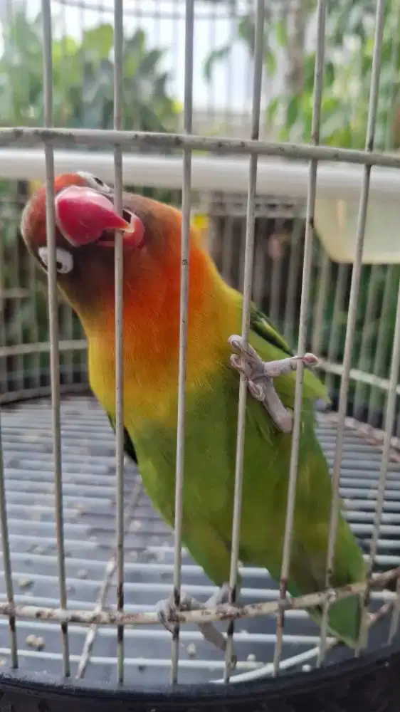 Burung LoverBird jantan dan kandang ya