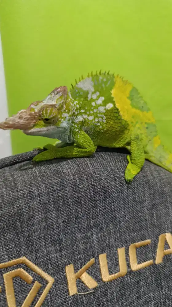 Fischer Chameleon/Chameleon Blade Horn Tanzania