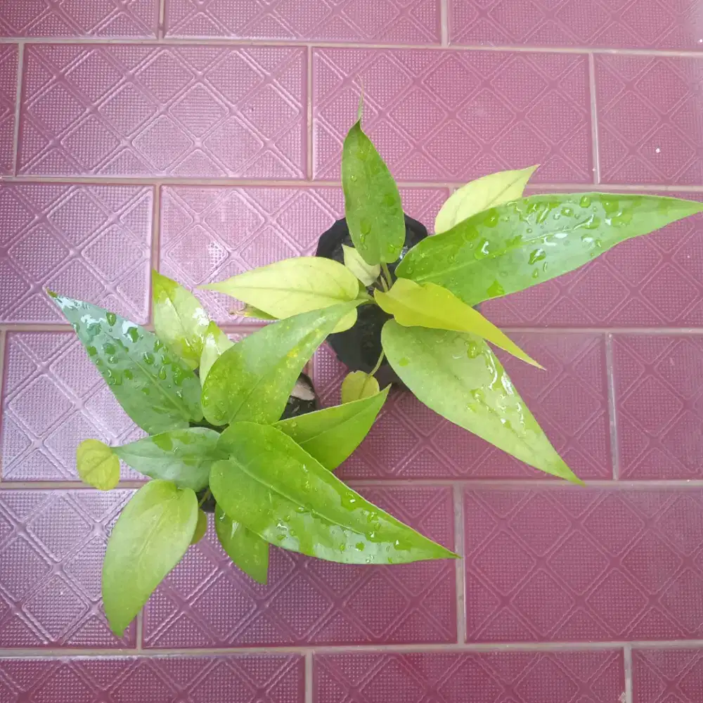 Bibit anthurium hookery