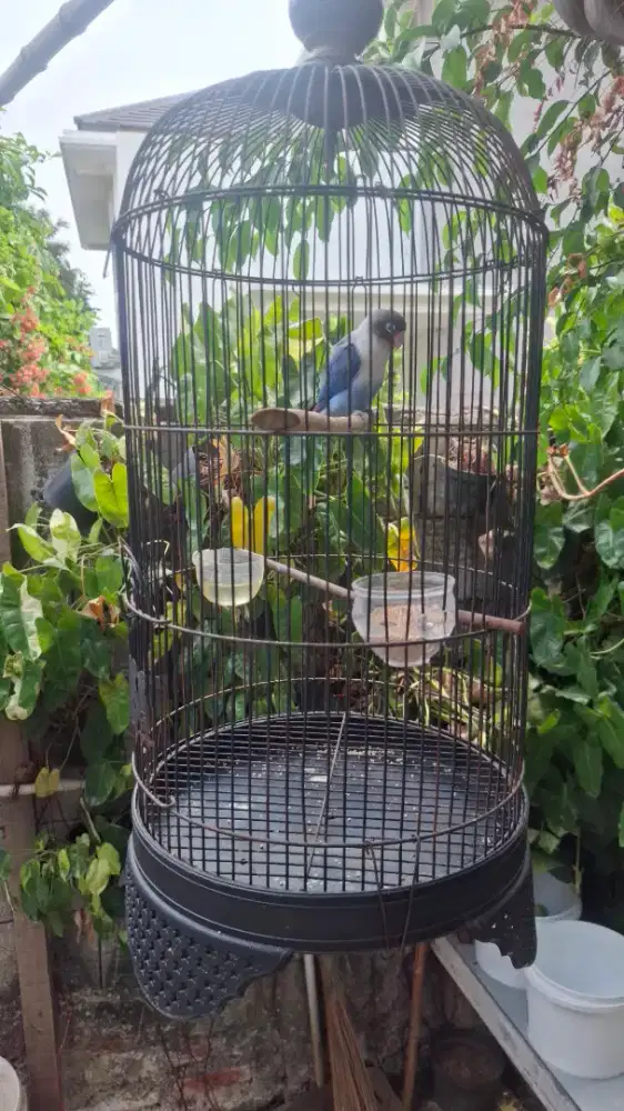 Loveebird warna cantik sama kadang nya