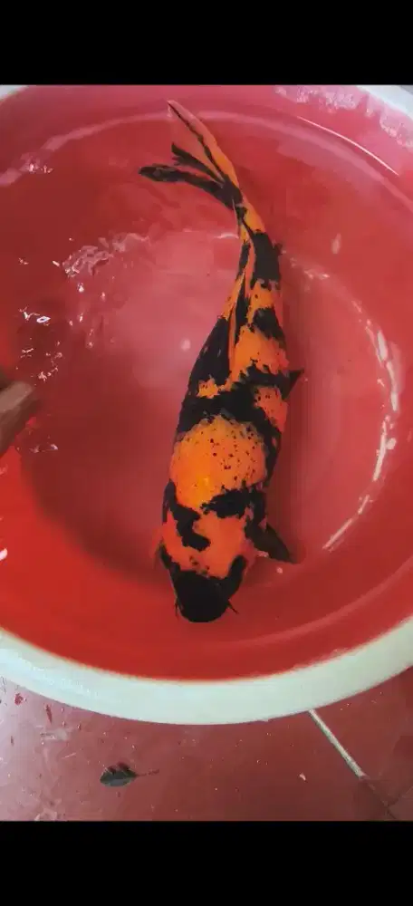 Ikan Koi Hi Utsuri Jantan 45cm ±