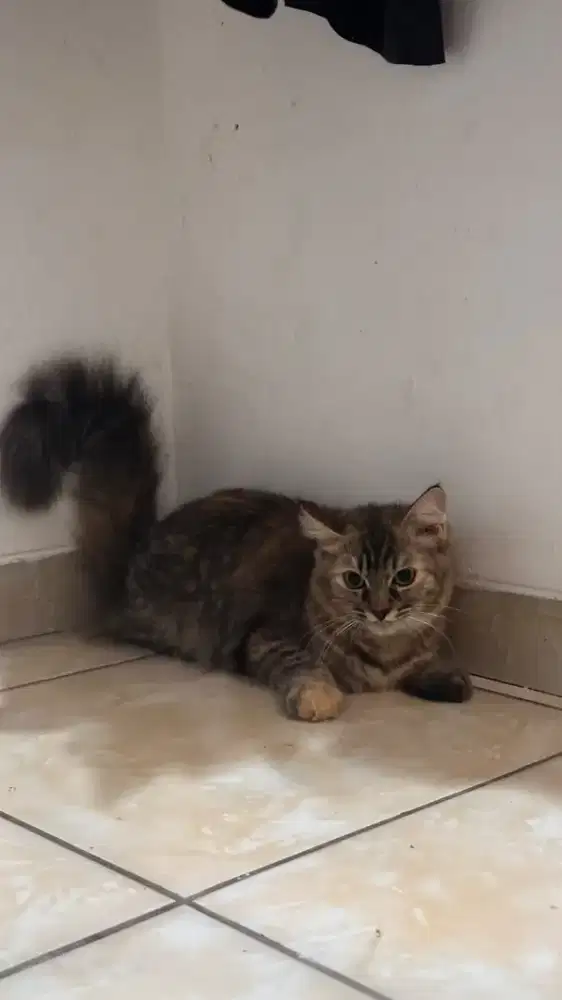 Kucing betina persia