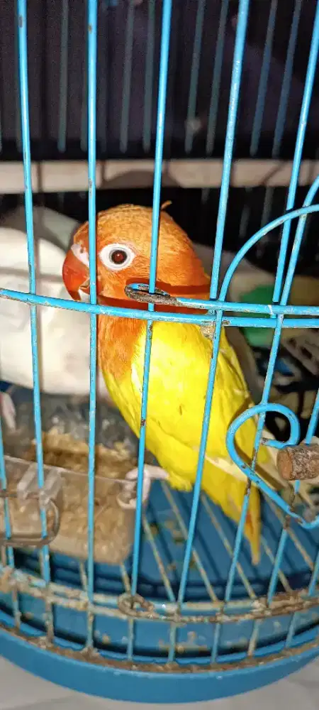 Biola ino mm no minus