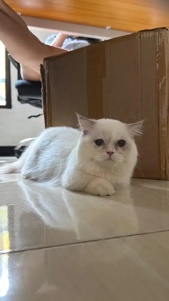 Munchkin fold betina