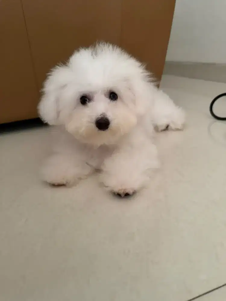 Bichon frise betina cakep vaksin komplit
