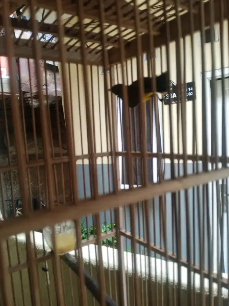 kandang kecil dan sogon