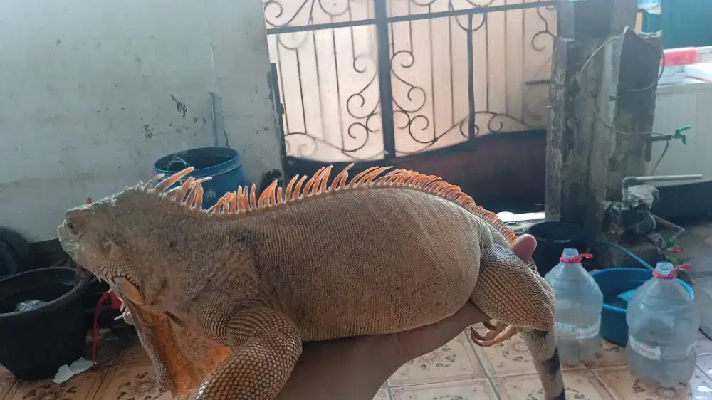 iguana jinak sehat
