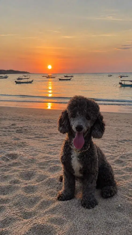 Silver poodle pacak/kawin