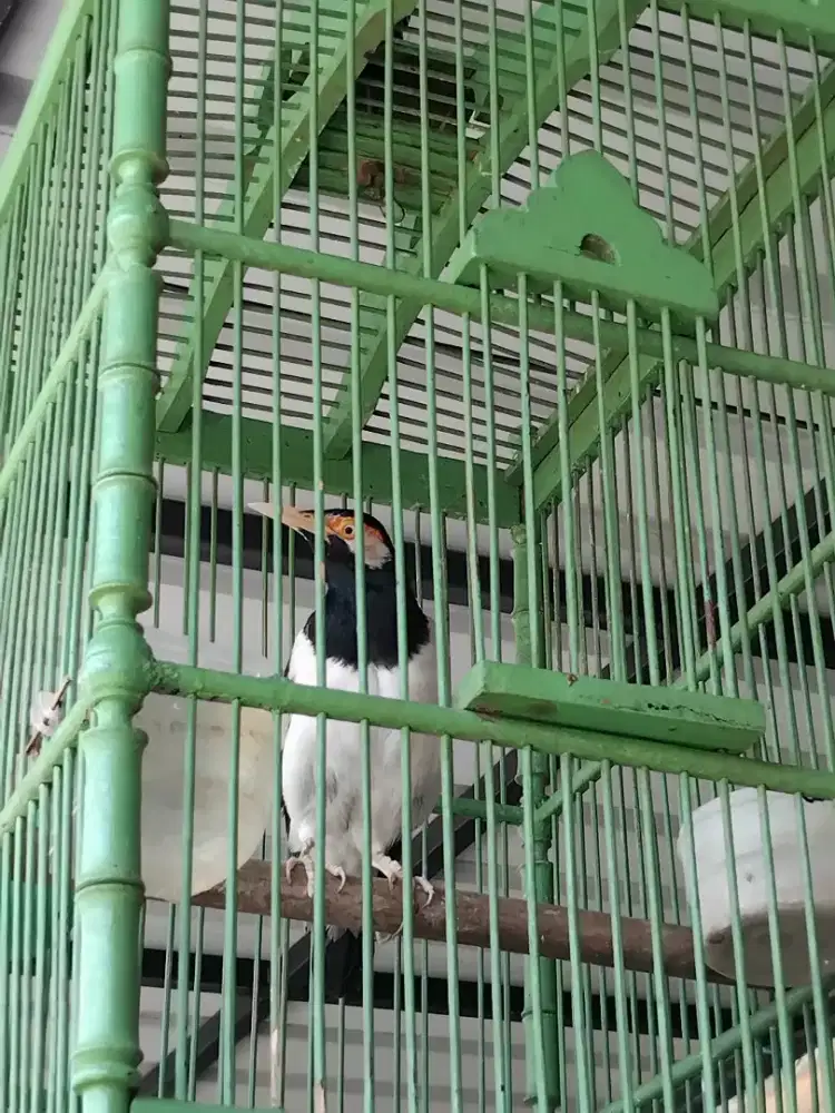 Jual cepat jalak uret gacor